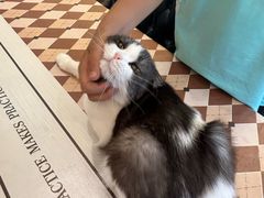 -猫小院猫主题餐厅(南锣旗舰店)