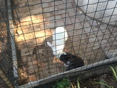 -意大利农场度假村