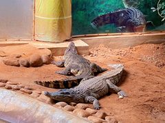 -西霞口神雕山野生动物世界