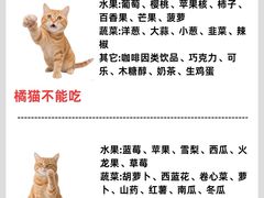 -翊宠yipet猫狗购宠庄园犬舍•猫舍