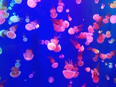 -成都浩海立方海洋公园