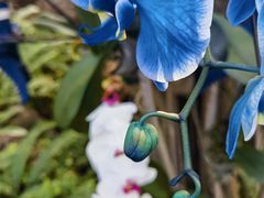 -北京植物园-展览温室