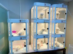 -翊宠yipet猫狗购宠庄园犬舍•猫舍