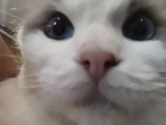 -楼上猫咖(罗湖店)