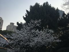 -龙之梦万丽酒店青餐厅