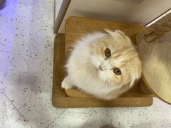 -喵园·猫主题咖啡厅·撸猫·猫咖(国贸店)