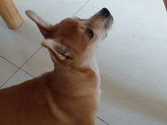 -宠颐生·恒爱宠物医院(静海店)