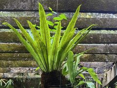 -深圳仙湖植物园