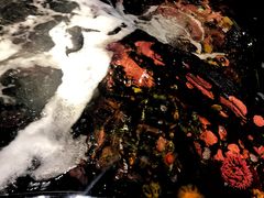 -西雅图水族馆