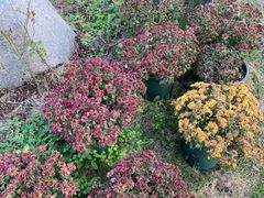 -都江堰玫瑰花溪谷