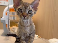 -瑞派·关忠动物医院·猫专科·犬专科(三环新城店)