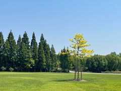 -上海滨江森林公园