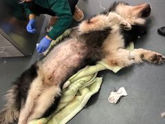 -爱侣宠医·鹦鹉专科·小型哺乳类·异宠专科(灵石路店)