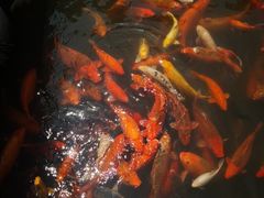 -西湖外事游船(花港观鱼码头)