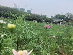 -海珠湖公园