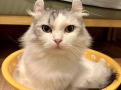 -MOYOYO猫咪咖啡店