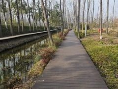 -合肥滨湖国家森林公园