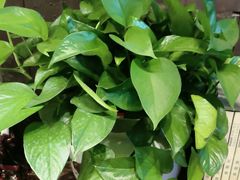 -徽三说·土徽菜·中国徽菜连锁品牌(一中店)