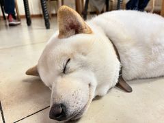-猫小院猫主题餐厅(南锣旗舰店)