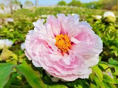 -洛阳市隋唐城遗址植物园