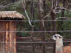-沈阳森林动物园