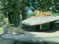 -北京野生动物园