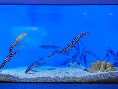 -上海海洋水族馆