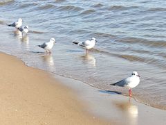 -y SEA·西班牙餐厅(阿那亚·北戴河店)
