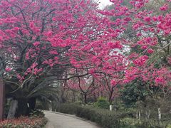 -南山植物园