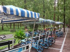 -黄海国家森林公园