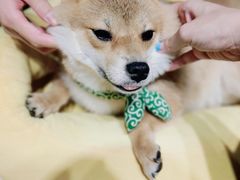 -逗柴咖啡屋·狗咖猫咖宠物桌游