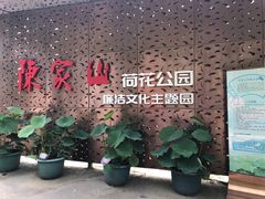 -陈家山荷花公园