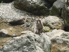 -三峡人家风景区