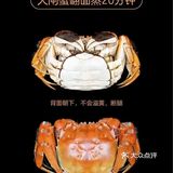 🐚🥢螃蟹大揭秘：手把手教你轻松拆螃蟹