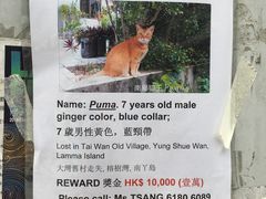 -南丫岛