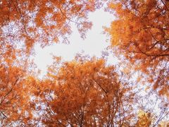 -春花秋色城市公园