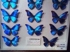 -上海大自然野生昆虫馆(东方明珠·爬宠昆虫探索中心)