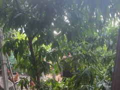 -老袁家蜜桃农场·阳山水蜜桃