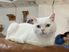 -李小姐の猫咖啡馆(五角场店)