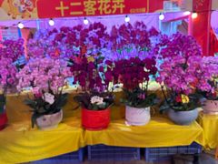 -越秀西湖花市(广州城市广场花卉店)