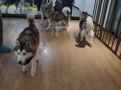 -Husky Go! 哈士奇体验馆·宠物咖啡厅狗咖