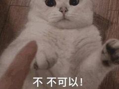 -猫色咖啡·猫咖