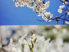 -杭州植物园