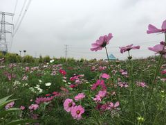 -紫颐香薰山谷景区