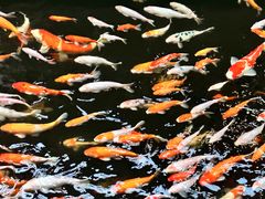 -侠成水上农庄(工业大道店)