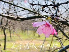 -天适樱花悠乐园