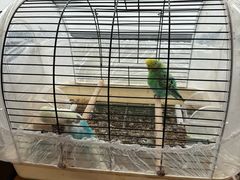 -吉丁鸟咖·异宠·寄养