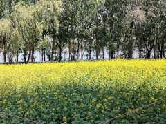 -长白岛森林公园