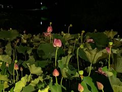 -金山公园