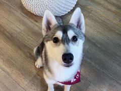 -Husky Go! 哈士奇体验馆·宠物咖啡厅狗咖